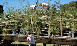 Bamboo Revolution transplanted live moso bamboo from Louisiana to Oregon in an effort to create a stateside bamboo industry.